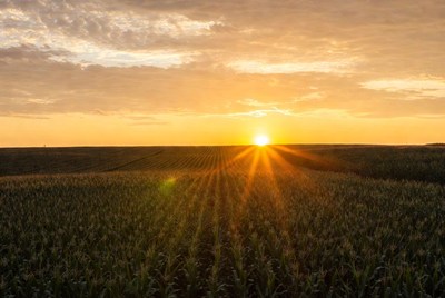 Sunrise over cornfield rows