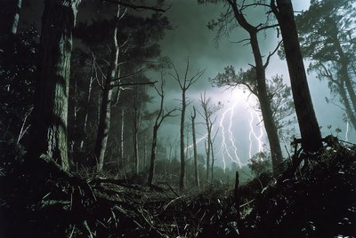Lightning Storm in Dark Forest