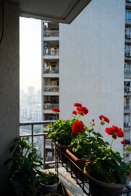 Red Geraniums on Urban Balcony