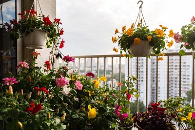 Colorful flowers on balcony railing