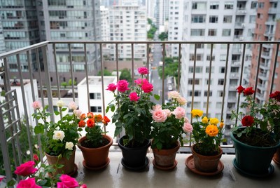 Colorful potted roses on balcony