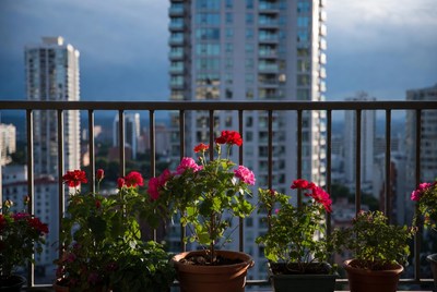 Red Geraniums on Balcony with Skyscrapers