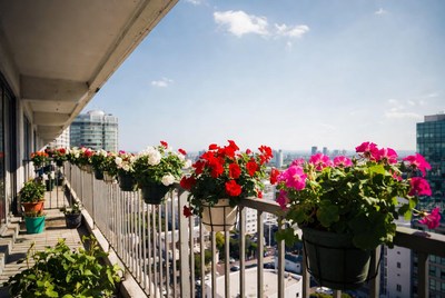 Colorful Geraniums on Balcony Overlooking City
