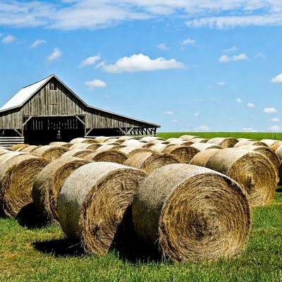 Hay bales by barn in field