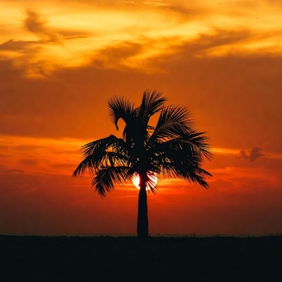 Silhouette Palm Tree at Sunset