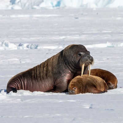 Walrus mother with pups on ice