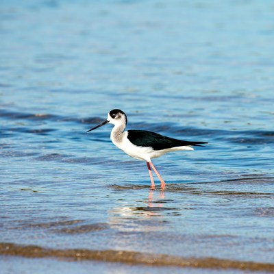 Black-necked stilt standing in water