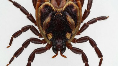 Close-up of brown dog tick