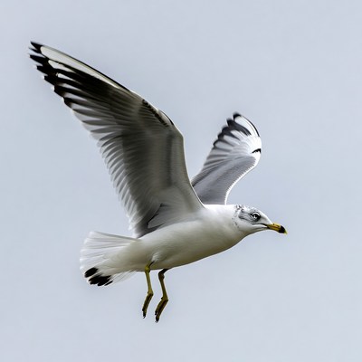 Seagull flying with wings spread