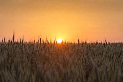 Sunset over wheat field