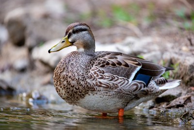 Mallard duck standing in water