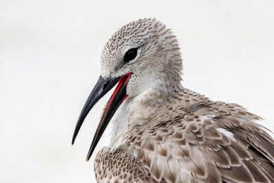 Black-winged Stilt with open beak
