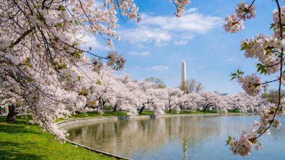 Washington Monument with Cherry Blossoms
