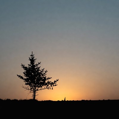 Silhouette pine tree at sunset