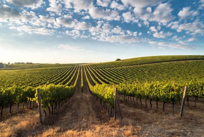 Vineyard Rows at Sunset