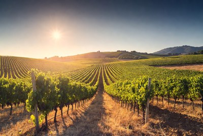 Vineyard Rows at Sunset