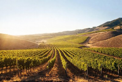 Vineyard Rows in Sunny Hills