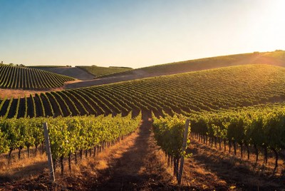 Vineyard Rows at Sunset