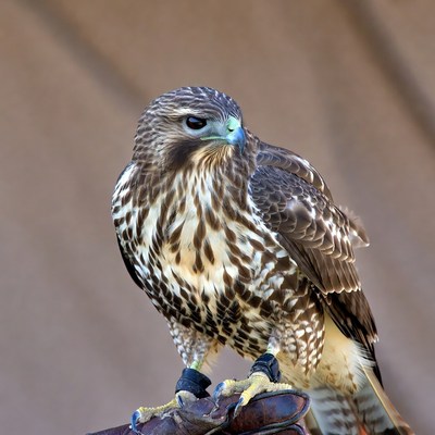 Red-tailed Hawk Perched on Glove
