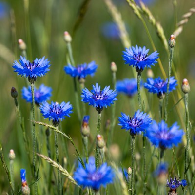 Blue Cornflowers in Green Grass