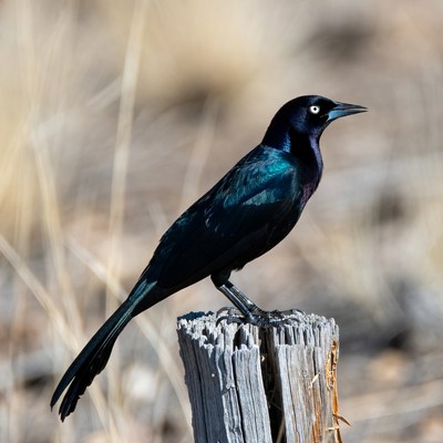Great-tailed Grackle on Wooden Post