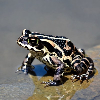 Toad on wet rock surface