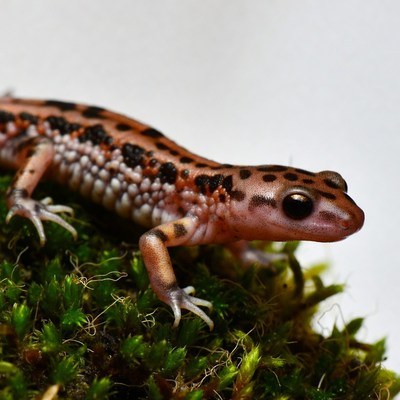 Spotted Salamander on Moss