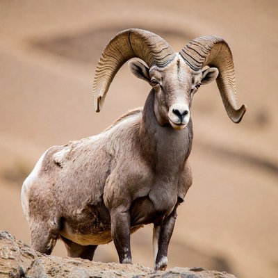 Bighorn sheep with large curved horns