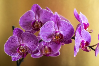 Purple Orchids on Gold Background
