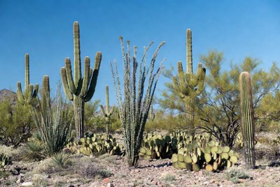 Saguaro Cacti in Desert Landscape