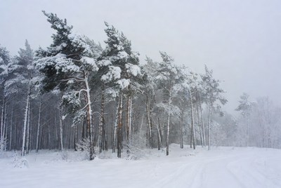 Snowy Pine Trees in Winter Forest
