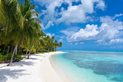 Tropical beach with palm trees