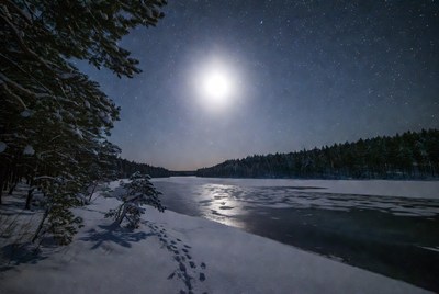 Moonlit Frozen Lake in Snowy Forest