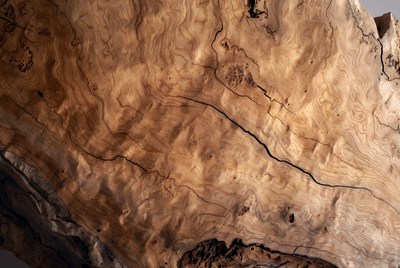 Close-up of burl wood texture