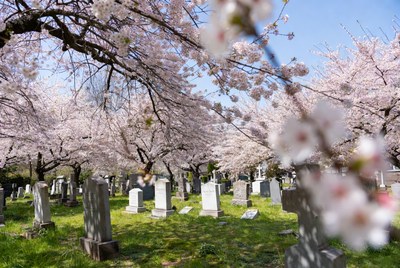 Cherry blossoms over cemetery gravestones
