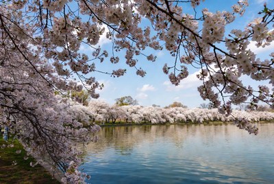 Cherry Blossoms Over Tidal Basin