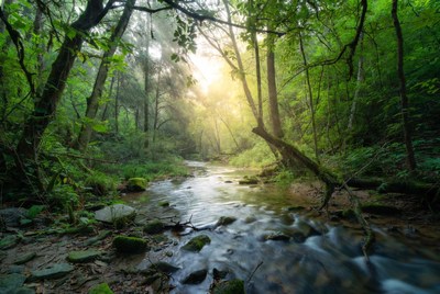 Sunlit Forest Stream with Mossy Rocks