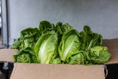 Fresh Lettuce in Cardboard Box