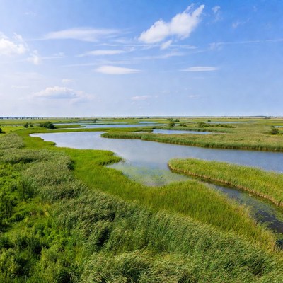 Winding Rivers in Green Wetlands