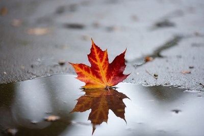 Red maple leaf reflecting in puddle