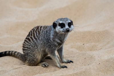 Meerkat standing on sand