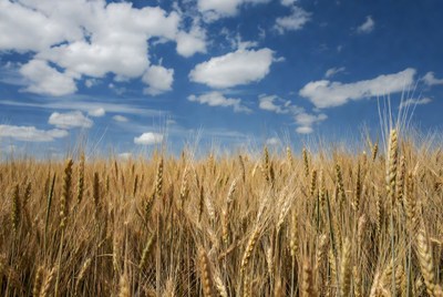 Golden Wheat Field Under Blue Sky