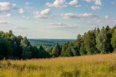 Forest Valley with Grassy Meadow