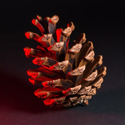 Pine Cone on Black Background