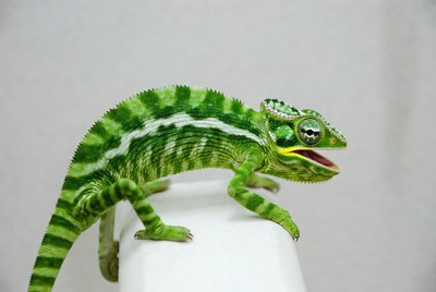 Green chameleon with open mouth