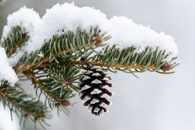 Snowy Pine Branch with Cone