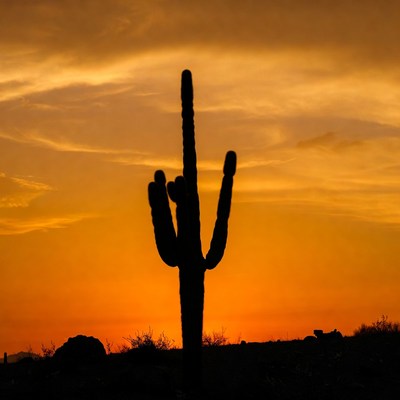 Saguaro Cactus Silhouette at Sunset