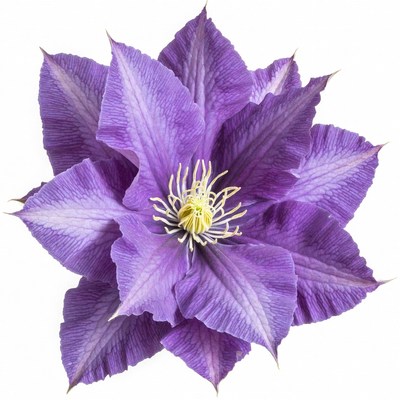 Purple Clematis Flower Bloom