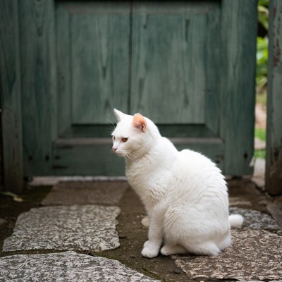 White cat sitting by green door