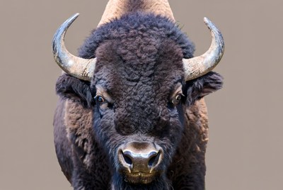 Close-up American Bison Head